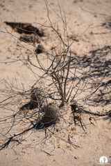 Mammillaria sheldonii