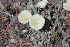 Calystegia malacophylla pedicellata