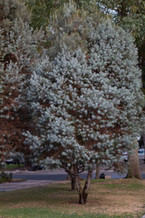 Pinus maximartinezii