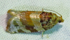 Argyrotaenia kimballi