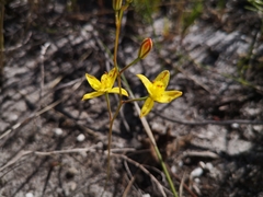 Bulbine favosa