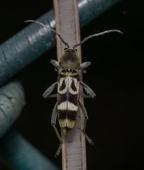 Chlorophorus reductus