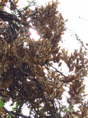 Dioscorea galeottiana