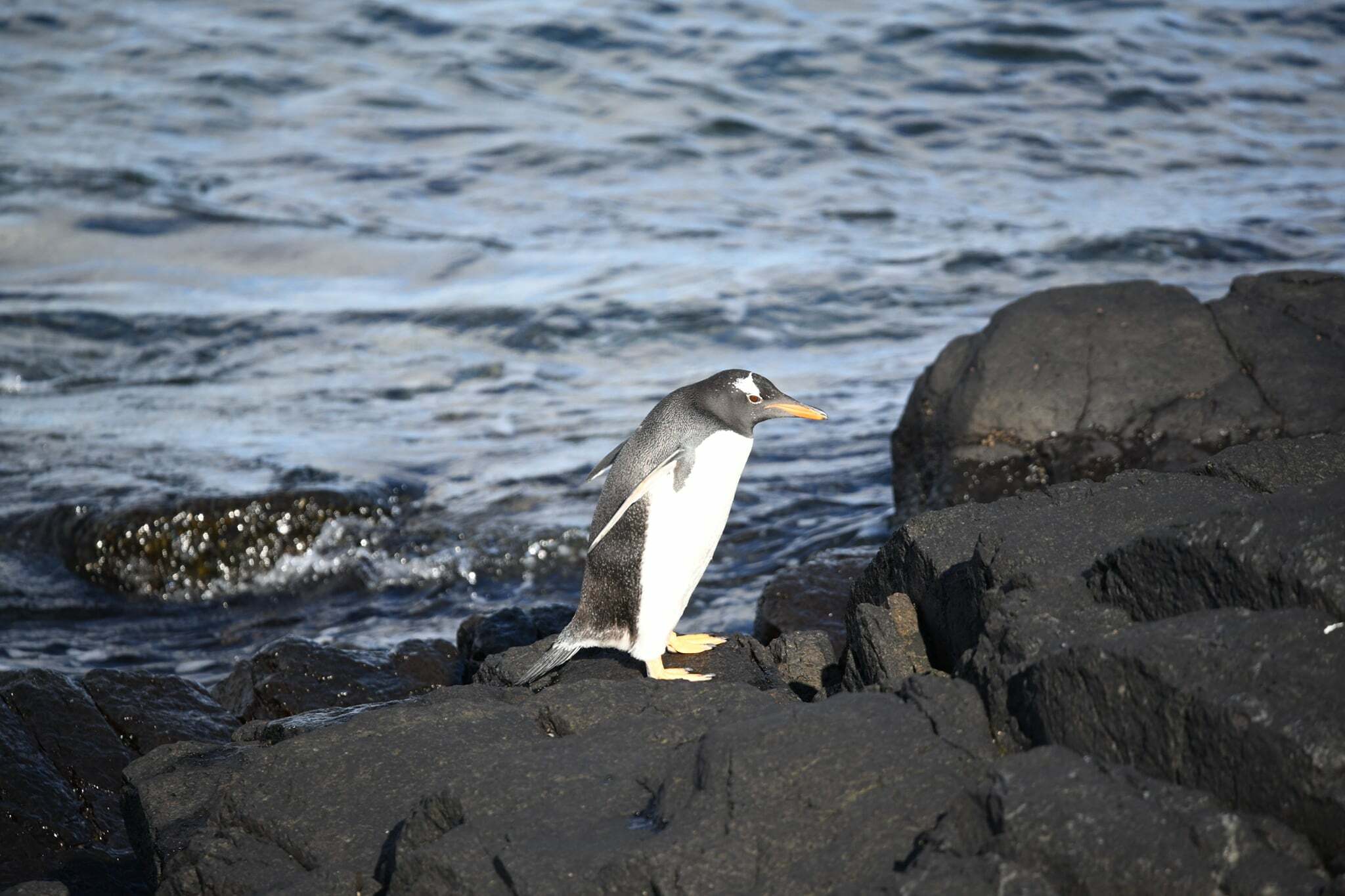 A New Penguin, Hiding in Plain Sight