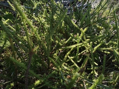 Cullumia reticulata