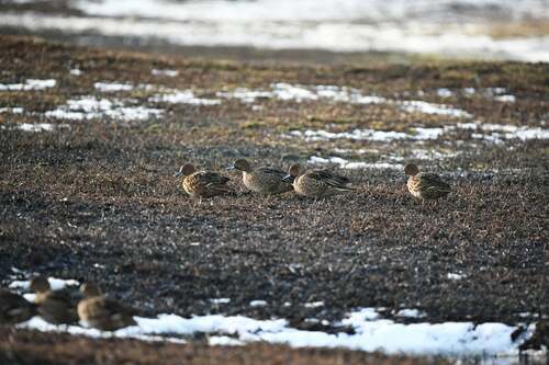 Eaton's Pintail (Anas eatoni), photo 2