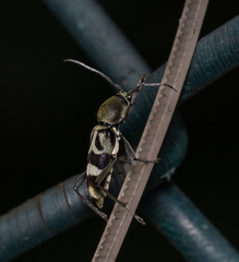 Chlorophorus reductus