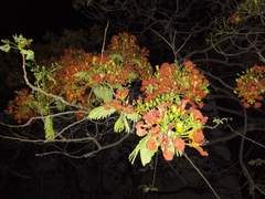 Delonix regia