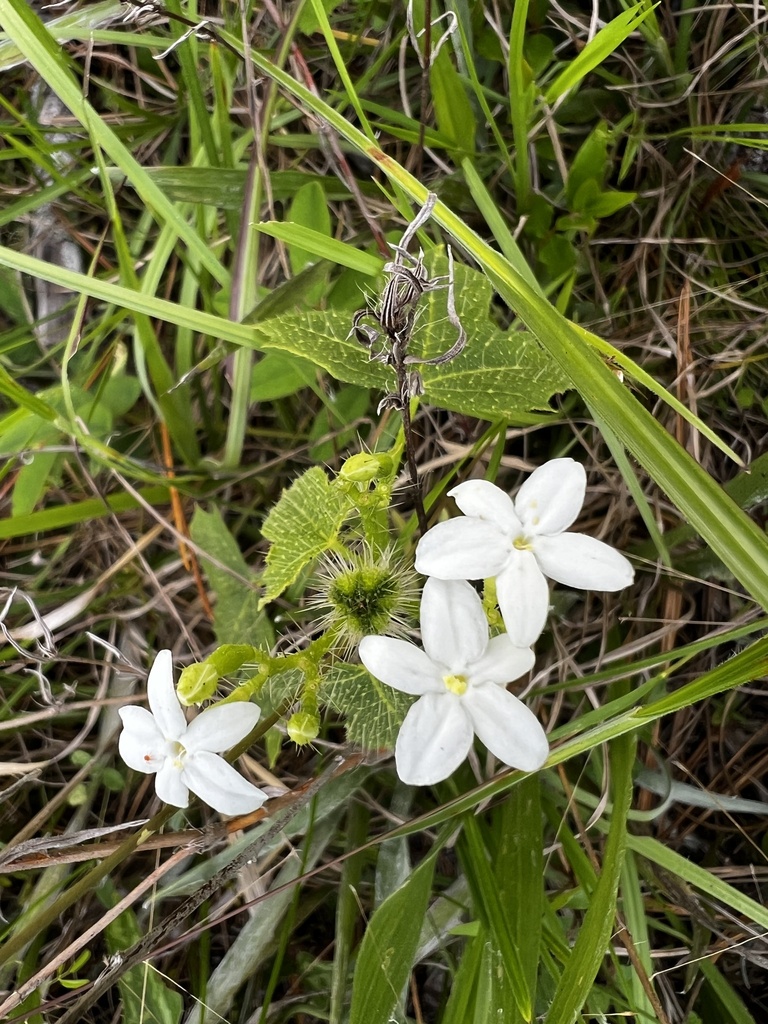 spurge nettle from Old Crystal River Rd, Brooksville, FL, US on April 21, 2024 at 1051 AM by