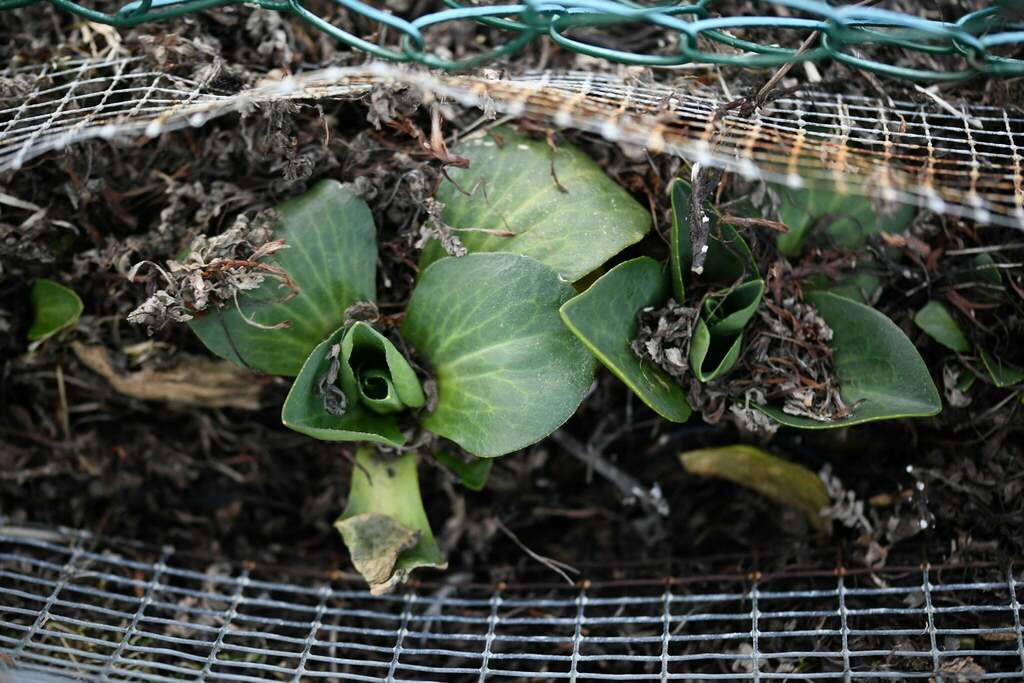 Pringlea antiscorbutica; photograph (c) Flavien Saboureau, some rights reserved (CC BY)