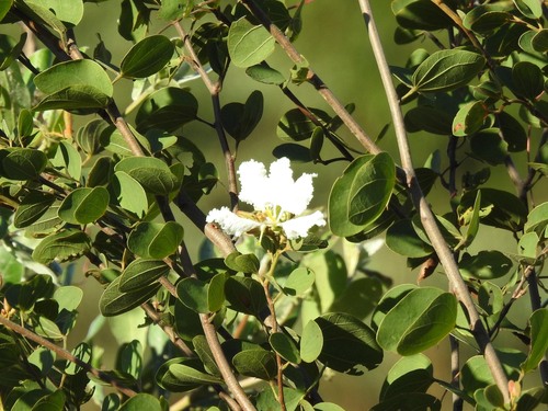 Wild Coffee Bean