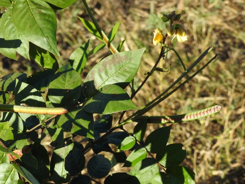 Coffee Senna