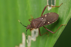 Leptoscelis quadrisignatus image