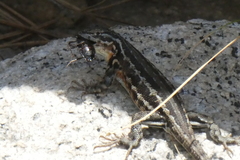 Sceloporus graciosus gracilis