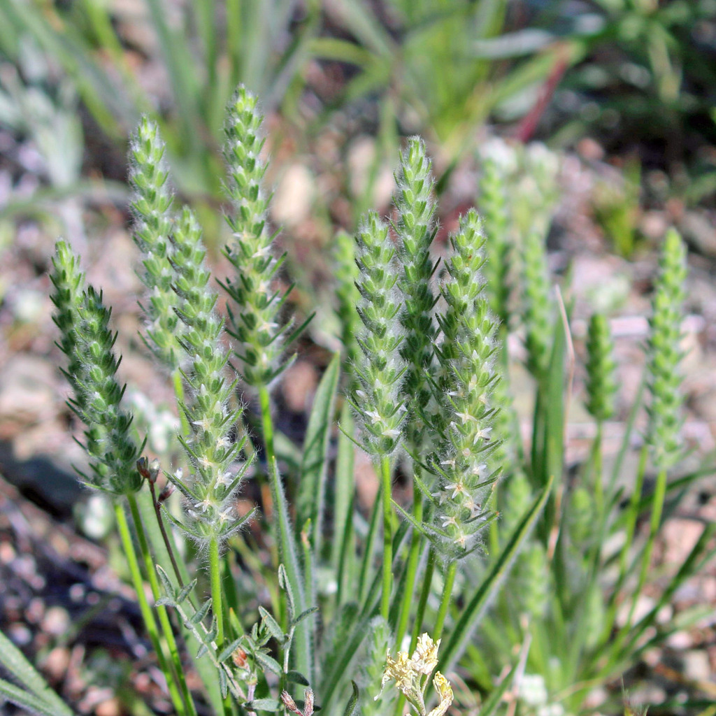 Woolly Plantain from Santa Cruz County, AZ, USA on April 20, 2024 at 09 ...