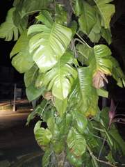 Epipremnum