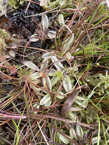Pinguicula lusitanica
