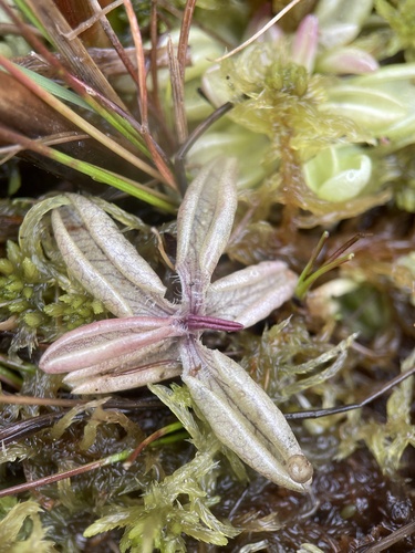 Pinguicula lusitanica