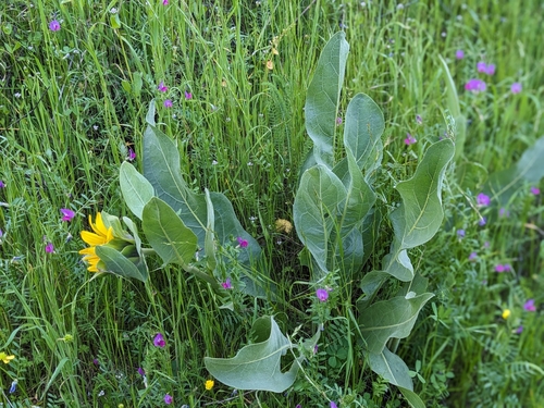 Image of Wyethia helenioides by no rights reserved