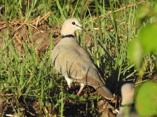 Cape Turtle Dove