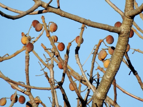 manketti-tree
