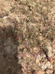 Eriastrum filifolium