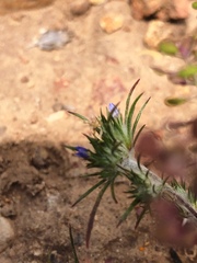 Eriastrum filifolium