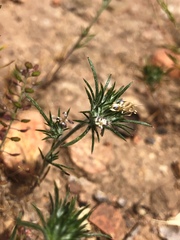 Eriastrum filifolium