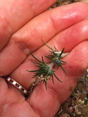 Eriastrum filifolium
