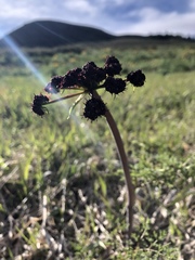Lomatium dissectum