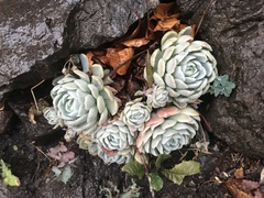 Echeveria elegans