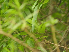 Thouinidium decandrum