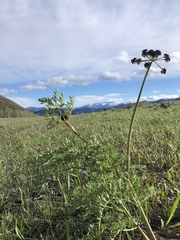 Lomatium dissectum