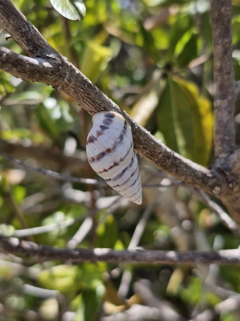 Striped Tree Snail