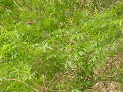 Thouinidium decandrum