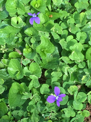 Viola