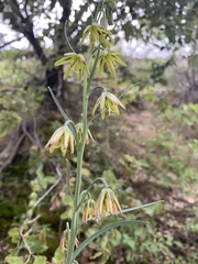Fritillaria micrantha