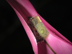 Plectotropis mackensii