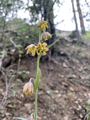 Fritillaria micrantha