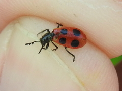 Pelonides quadrinotata