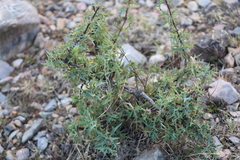 Berberis trifoliolata