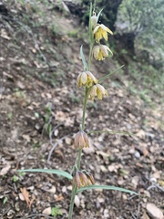 Fritillaria micrantha