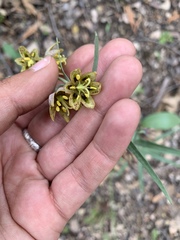 Fritillaria micrantha