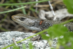 Elgaria coerulea palmeri