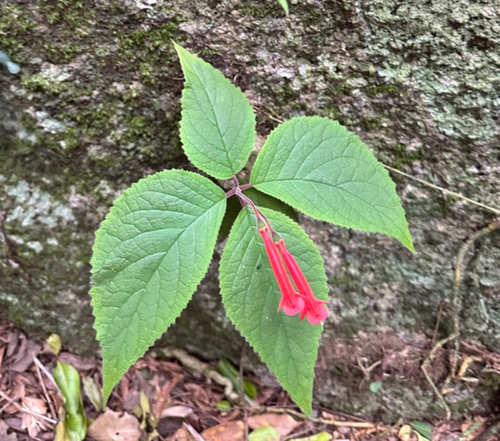 Sinningia leopoldii