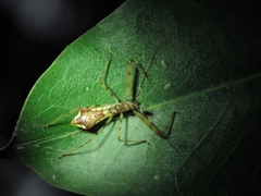 Epidaus sexspinus