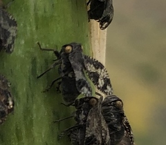 Elicinae