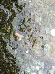 Caecum californicum