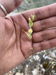 Streptanthus diversifolius