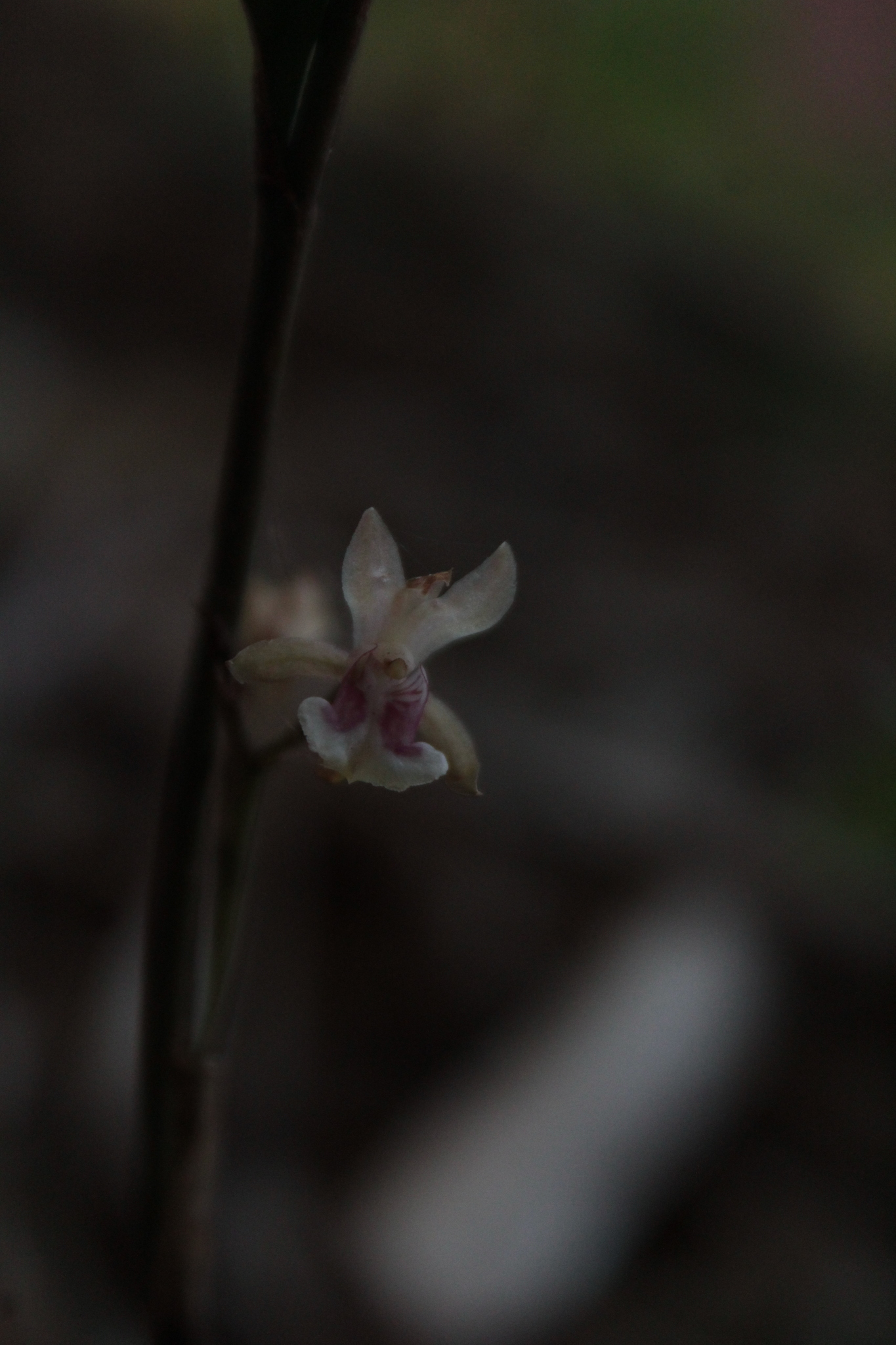 Eulophia maculata
